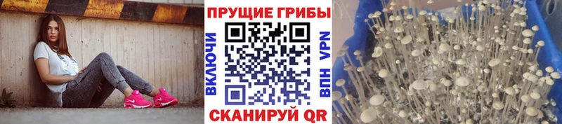 блэк спрут рабочий сайт Томмот Галлюциногенные грибы MAGIC MUSHROOMS купить наркотики сайты